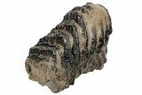 Southern Mammoth Partial Upper M Molar - Hungary #200790-1